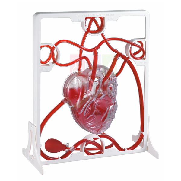 Human Heart, Pumping Model